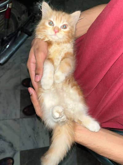 persian male and american breed female pair