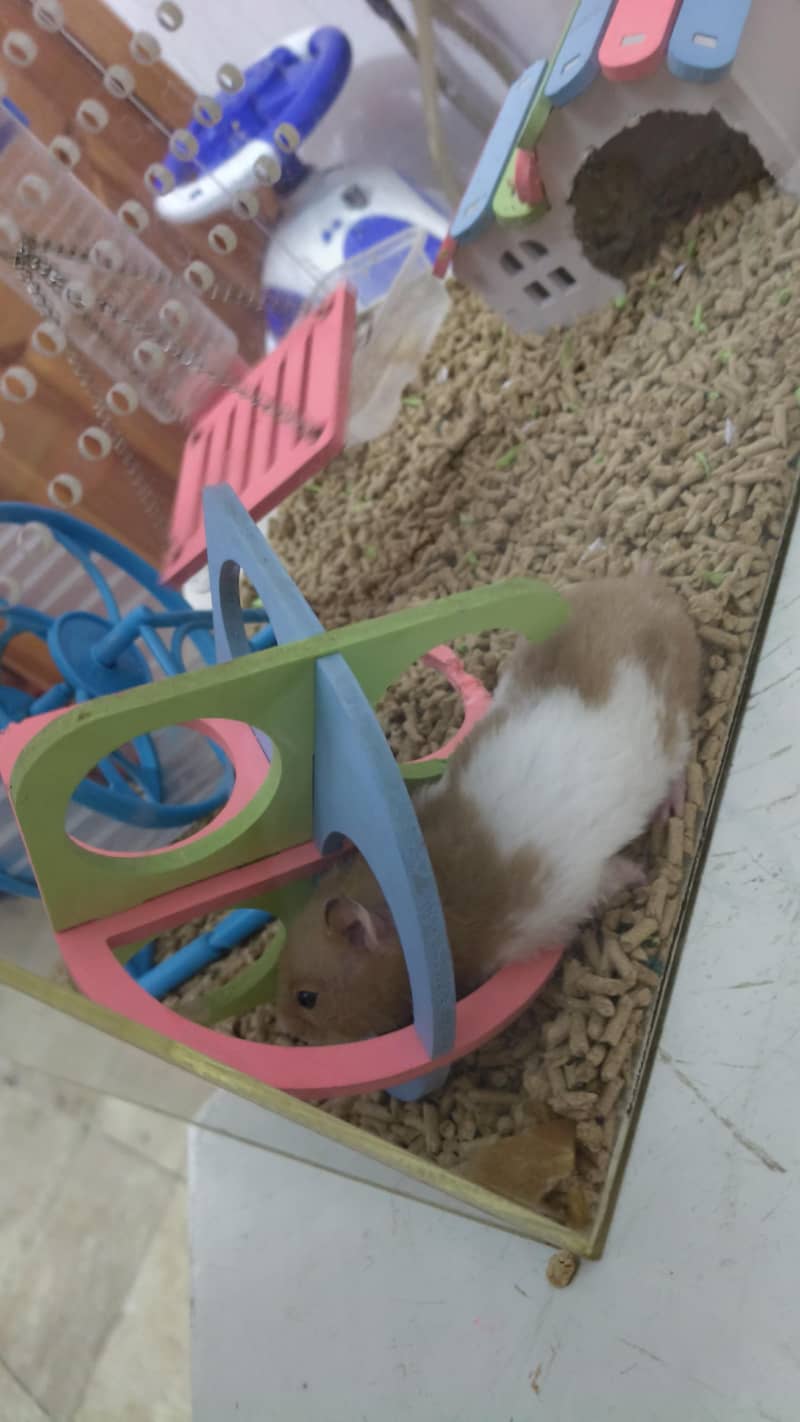 Hamster with Complete setup 1