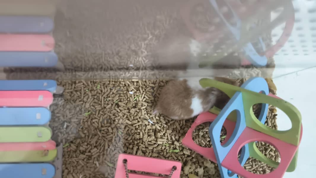 Hamster with Complete setup 2