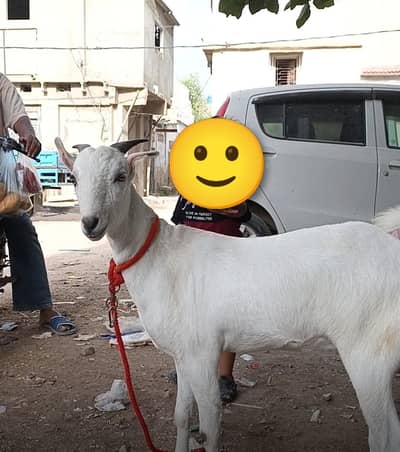 teddi fresh cross kheeri