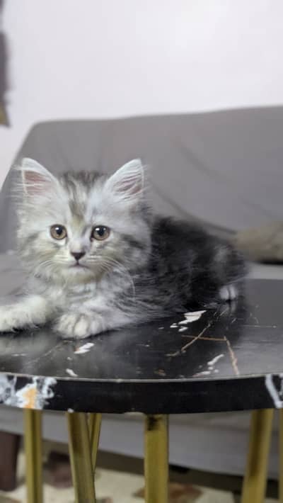 Persian Kitttens For Sale