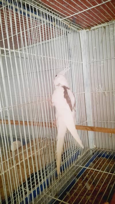 Lotino V Pied/Eno V Pied/Cream Red Eyes/Lotino Pearl Pied