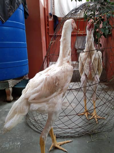 Pure Shamo Chicks Heavy Size (4.5 Months)