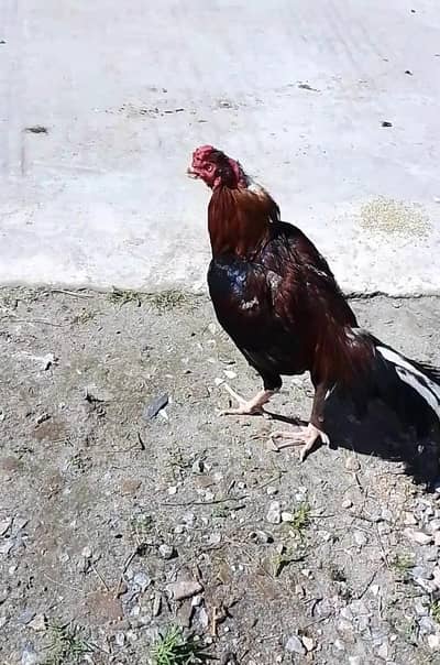 High Quality Aseel For Sale