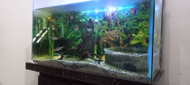 2.5 ft Aquarium with trolley stand