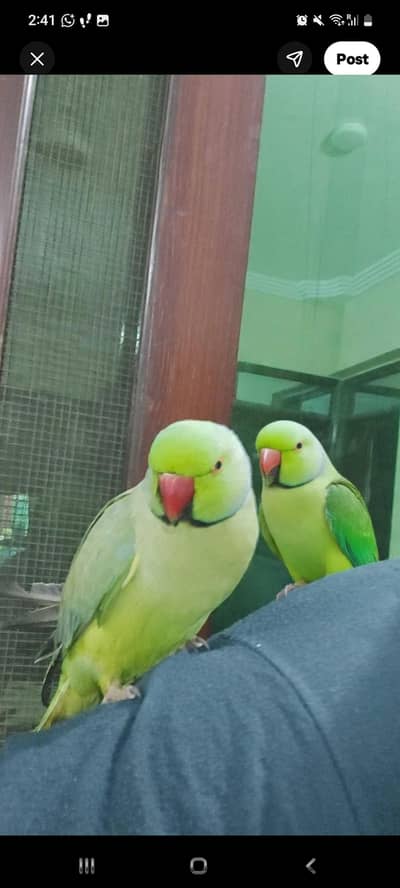 ringneck urgnet sale