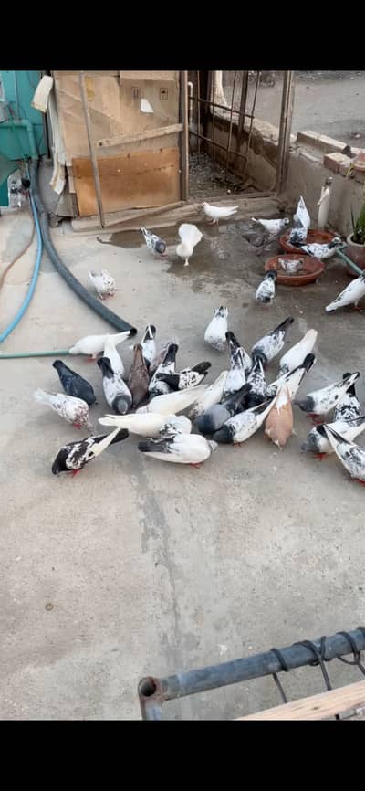 Pigeon for sale