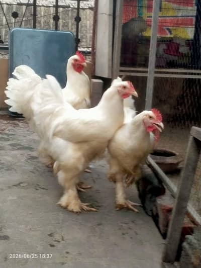 buff white lumby kad k