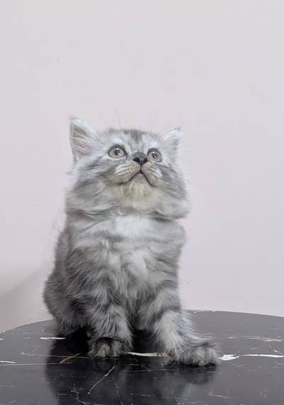 Persian kittens for Sale