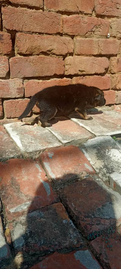 Female German sheperd
