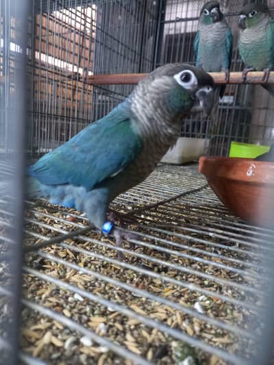 Blue turquoise black feet black chest conure males available/parrots