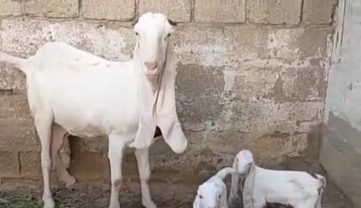 gulabi Bakri for Sale Mashallah Call  03405796364
