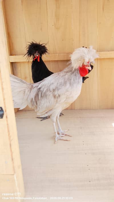 Polish and Bantam
