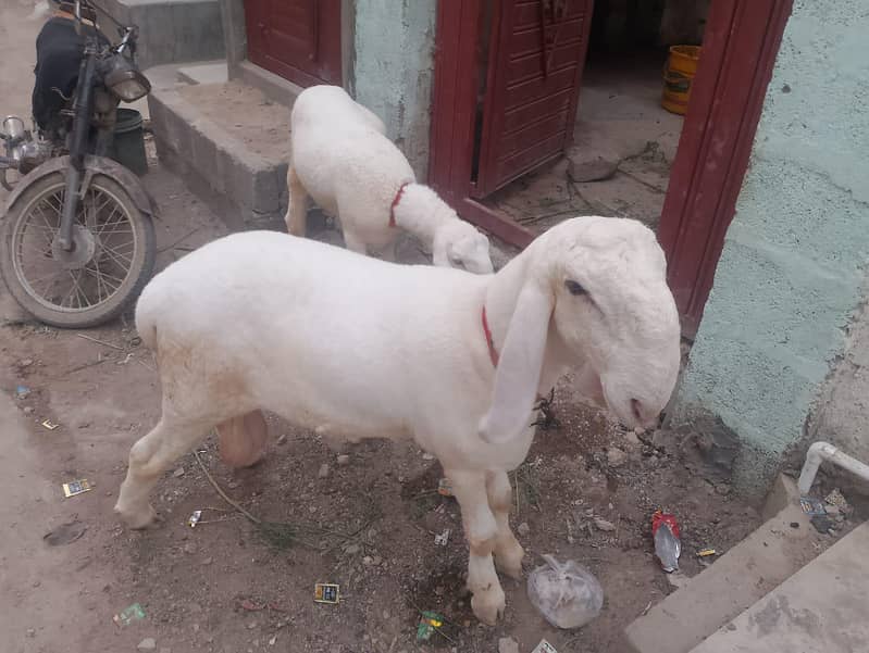 dhumbe 2