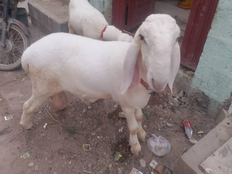 dhumbe 4