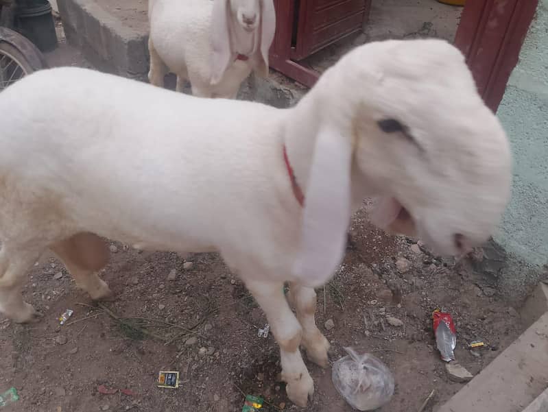 dhumbe 5