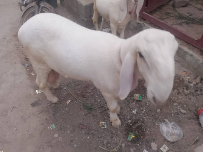 dhumbe 8