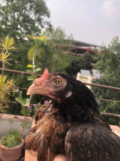 Aseel Female