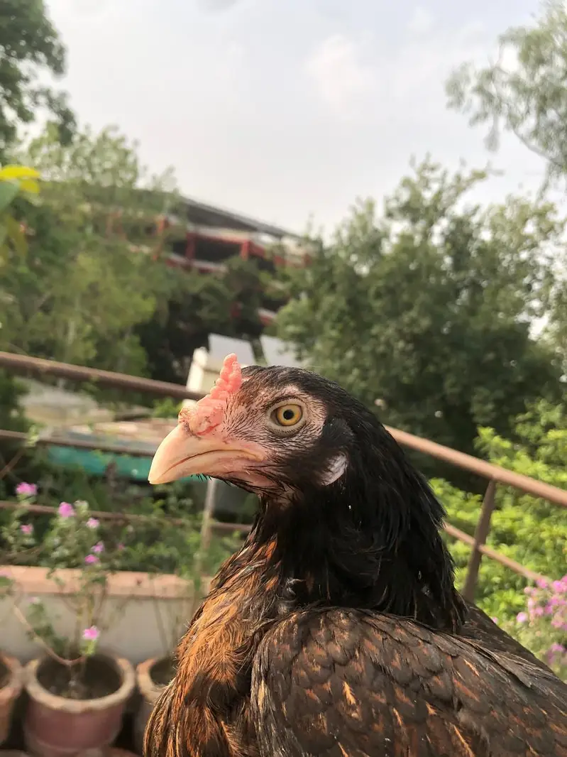 Aseel Female — photo 2