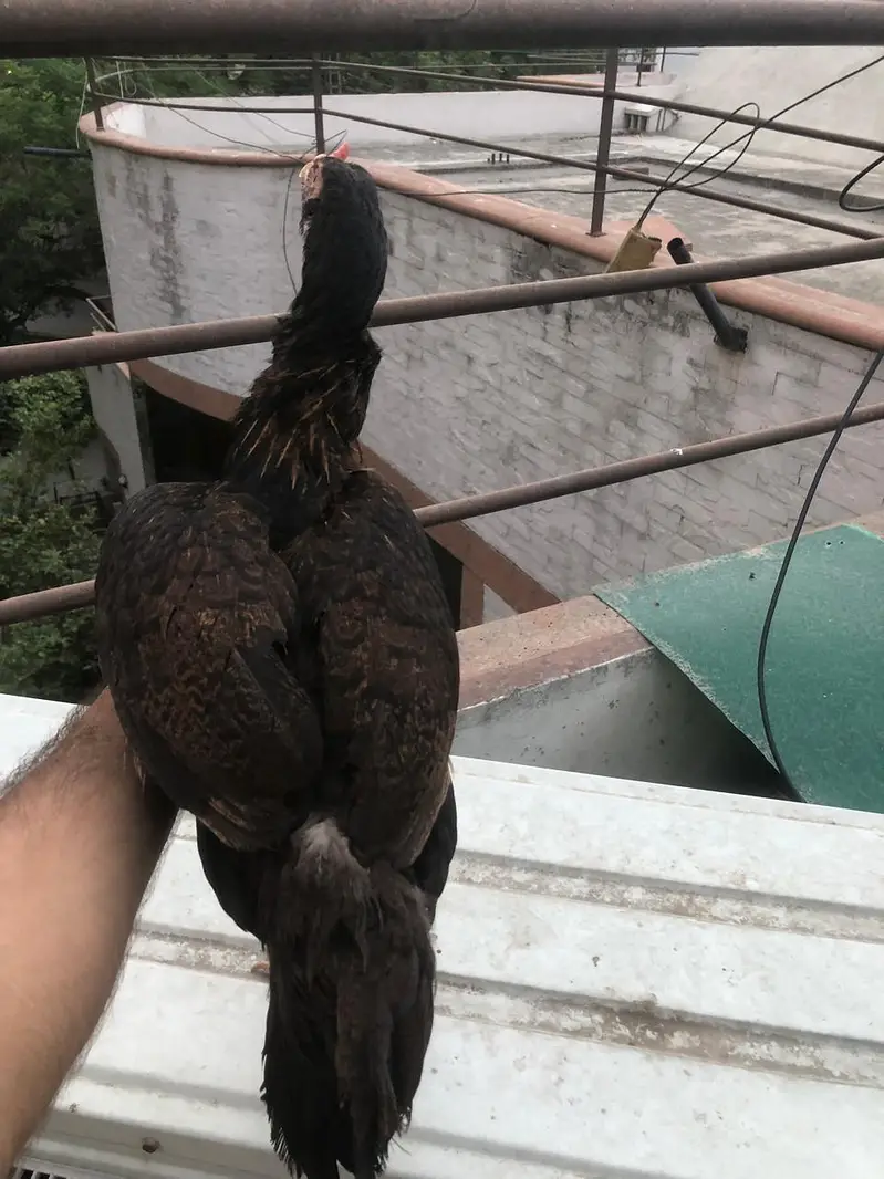 Aseel Female — photo 3