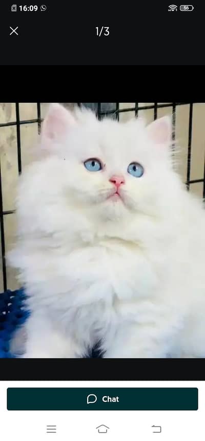 Persian cat for sale male or female my WhatsApp3314372136