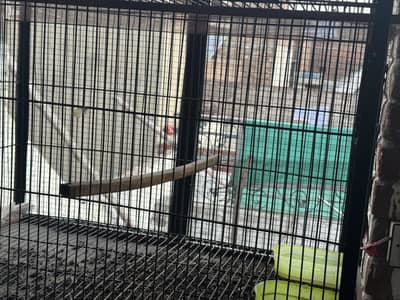 Good quality cage for birds