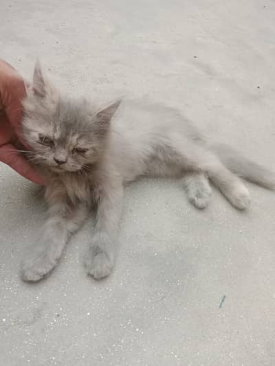 cat kids. . . .