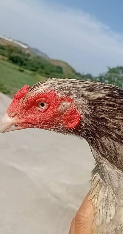 Aseel Hens