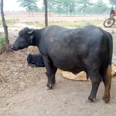 Buffalo