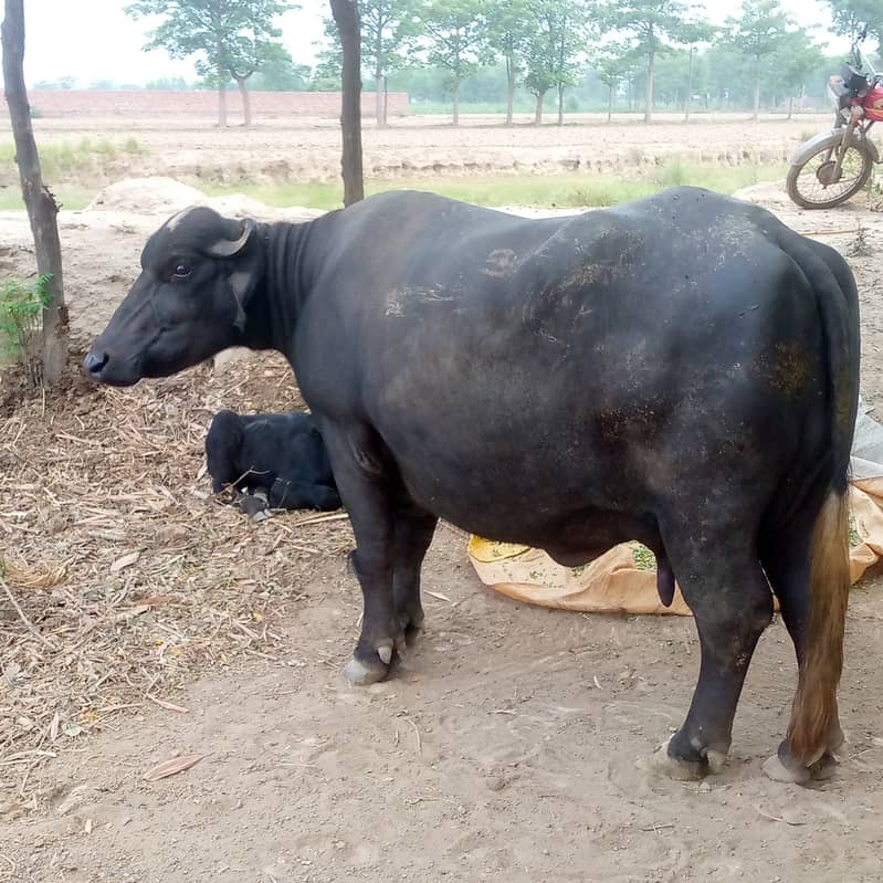 Buffalo 0