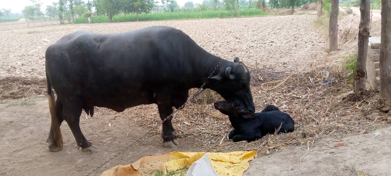 Buffalo 1