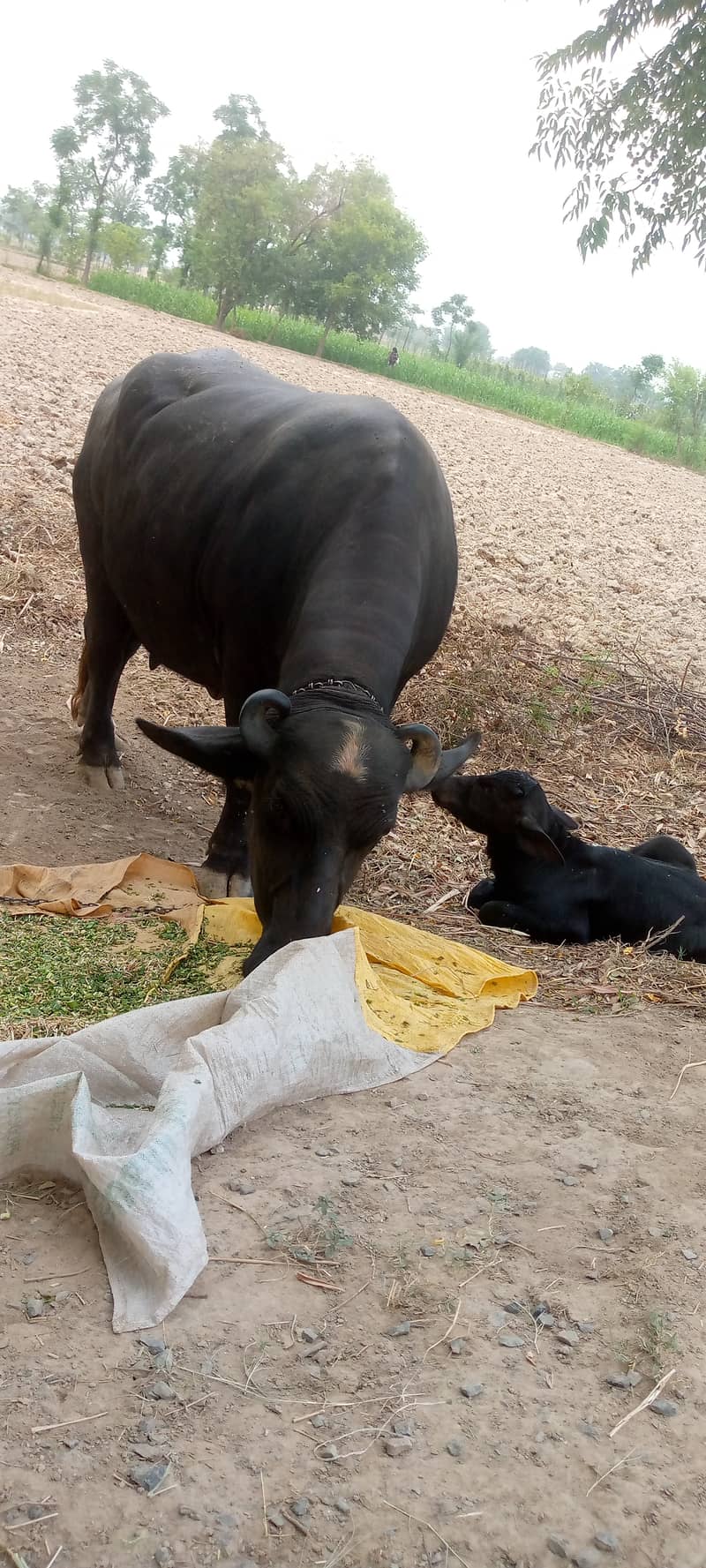 Buffalo 2