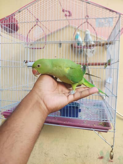 handtime baby parrot