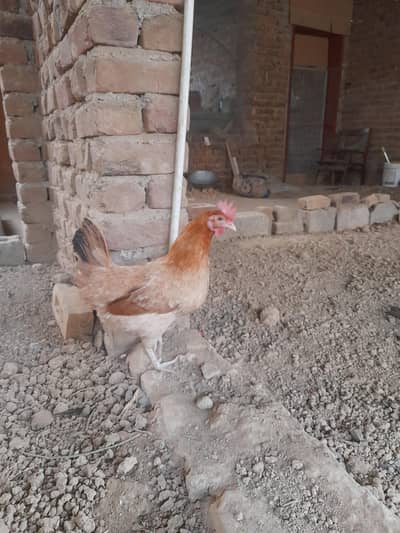 Desi murgi for sale | Home Breed | good condition |murgi anday deti ha