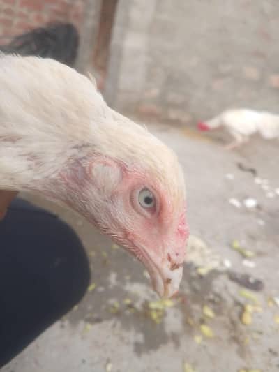 Paper white Heera Aseel Blue Eye