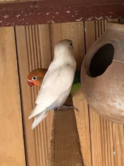 Parrots
