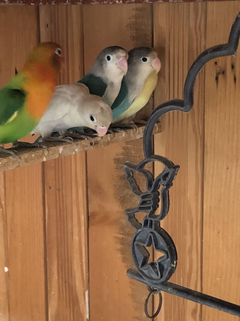 Parrots 1