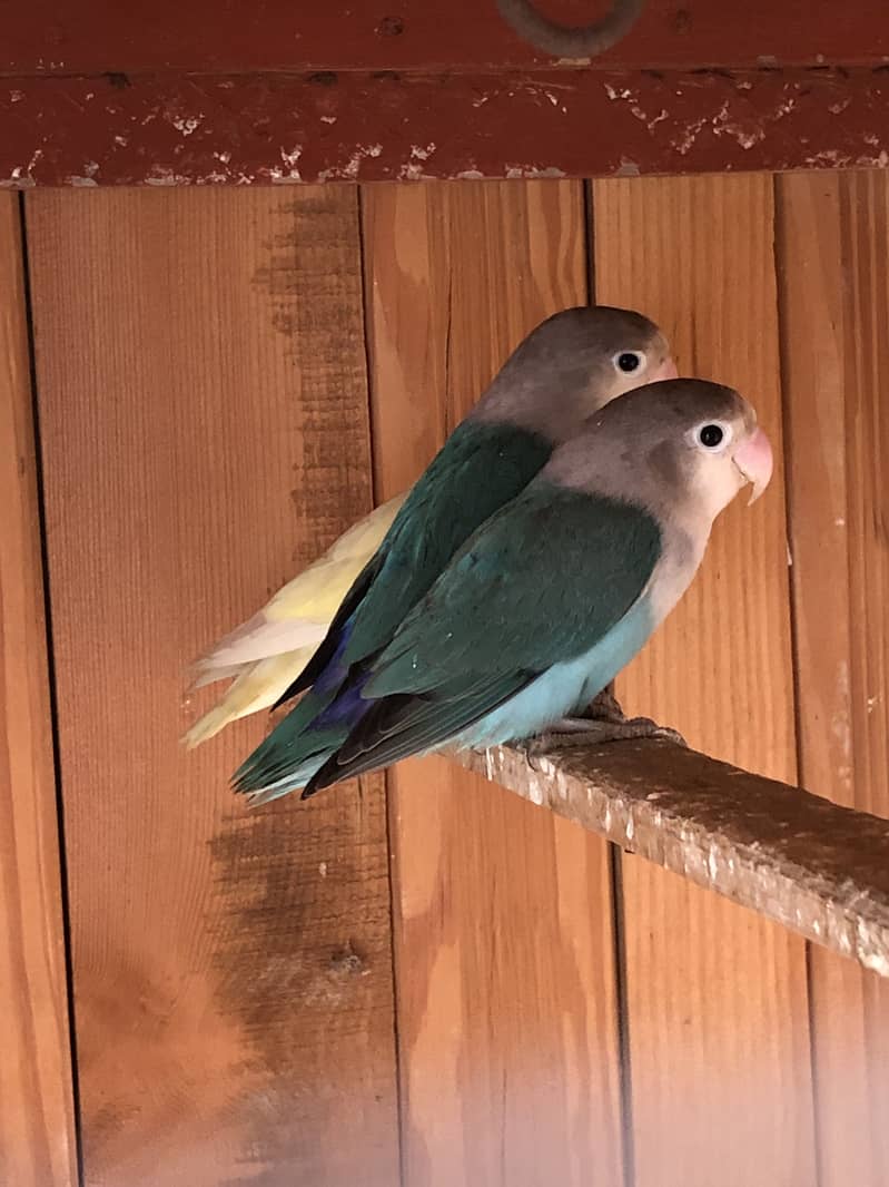 Parrots 2