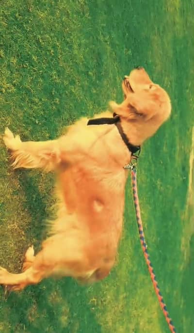Golden Retriver