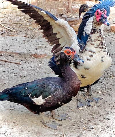 muskey pair available