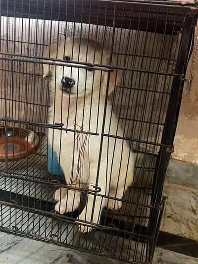 Healthy White Male Puppies for Sale | 2 Months Old | Playful & Active