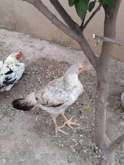 Aseel Hen and cock for sale