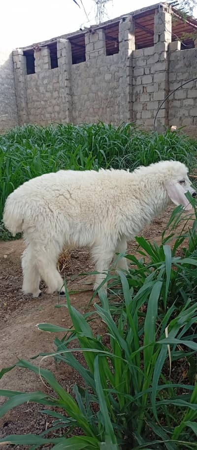 sheep for sale