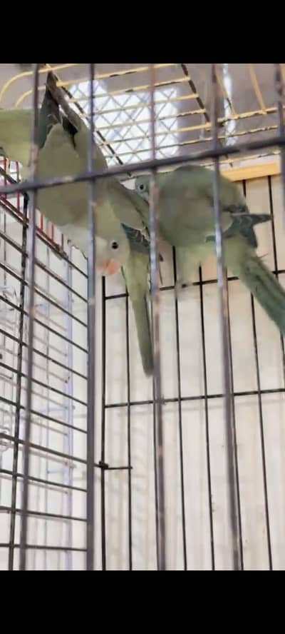 Monk parakeets