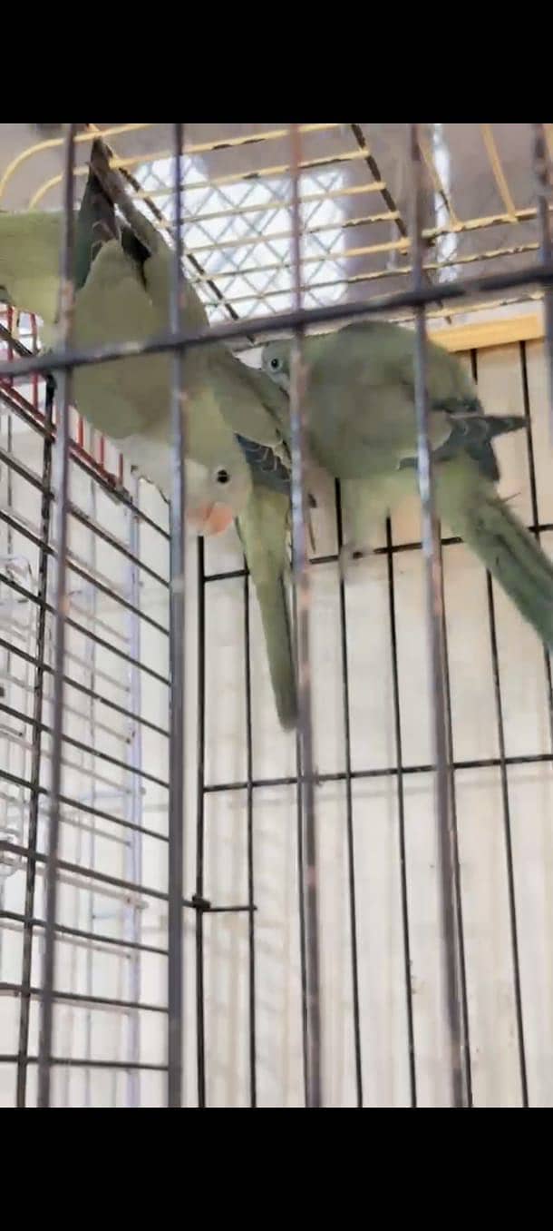 Monk parakeets 0