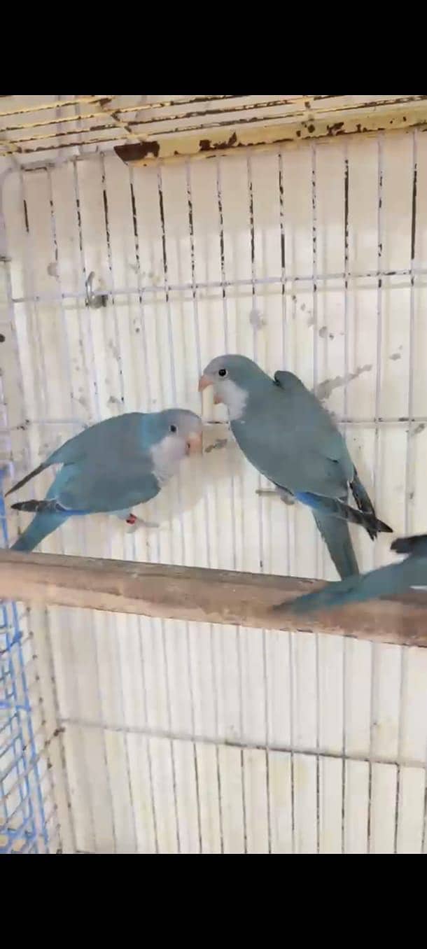 Monk parakeets 1