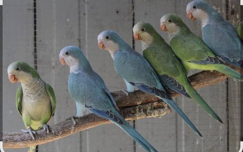 Monk parakeets 2