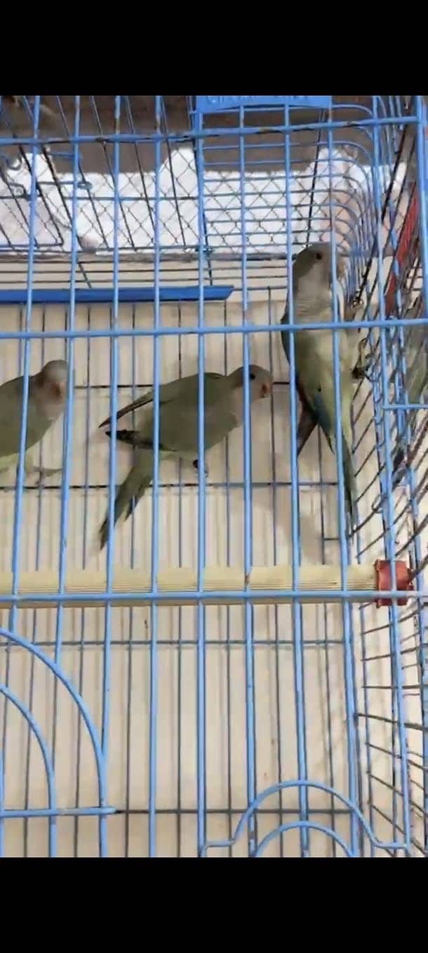 Monk parakeets 3