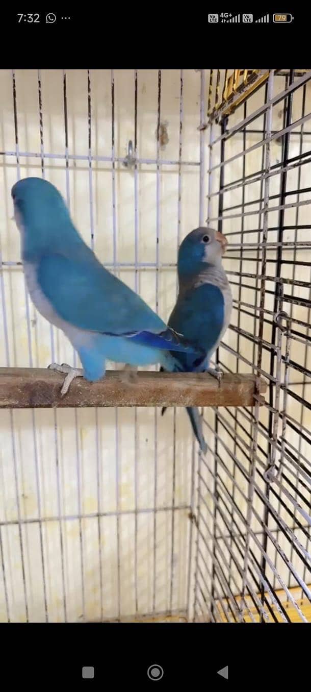 Monk parakeets 4