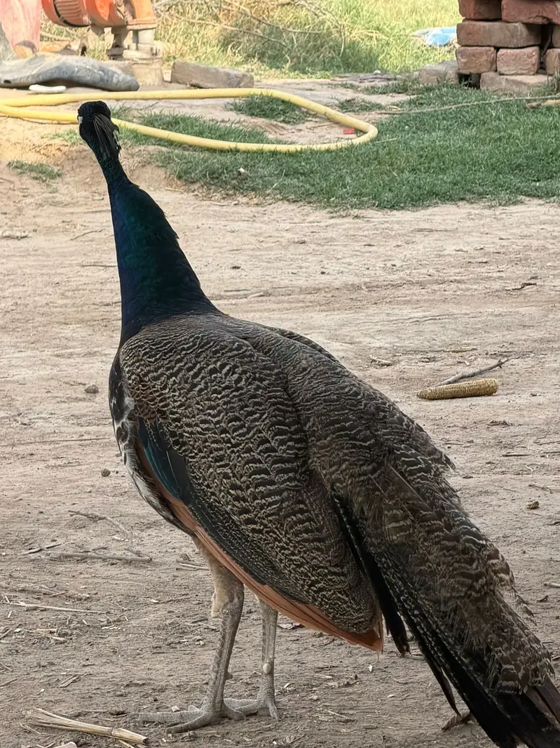 Peacock